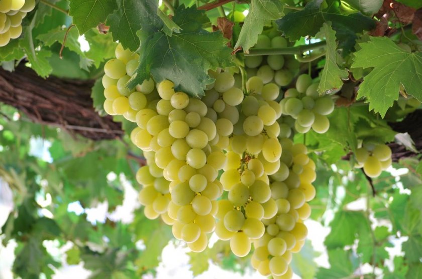 Какие самые лучшие сорта винограда?
