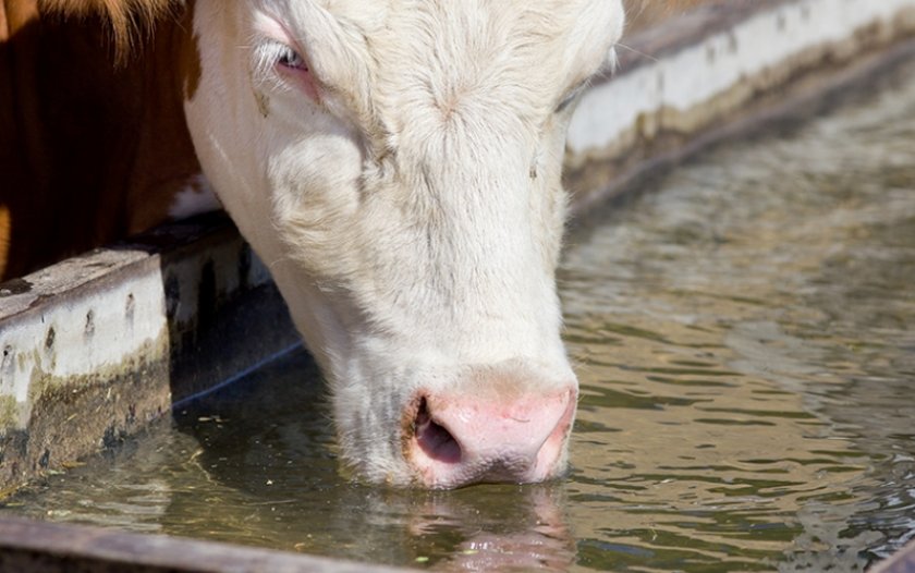 Корова пьет воду