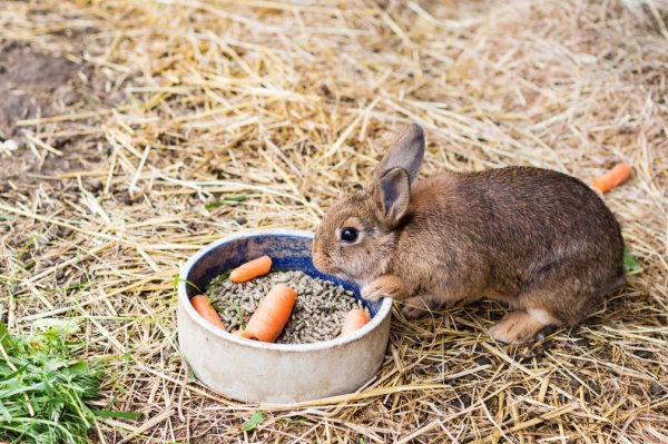 Можно ли кроликов кормить коноплей гарик это наркотик
