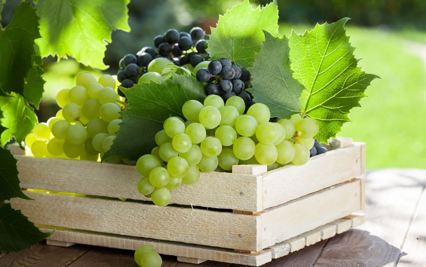 Рейтинг лучших сортов винограда: посадка и уход