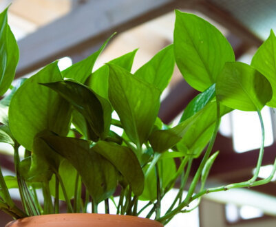 Кімнатні рослини світлолюбні