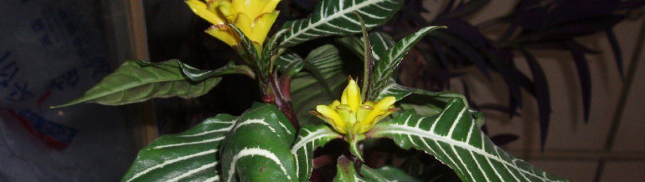 Афеландра оттопыренная: догляд та вирощування будинку