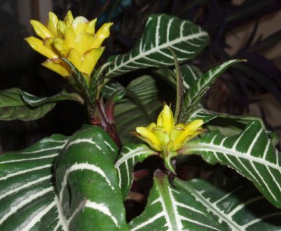 Афеландра оттопыренная: догляд та вирощування будинку