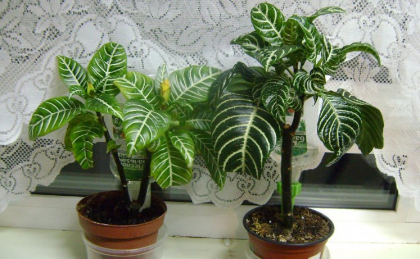 Афеландра оттопыренная Афеландра оттопыренная