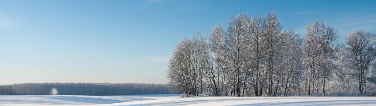 Прихильна зима для озимих