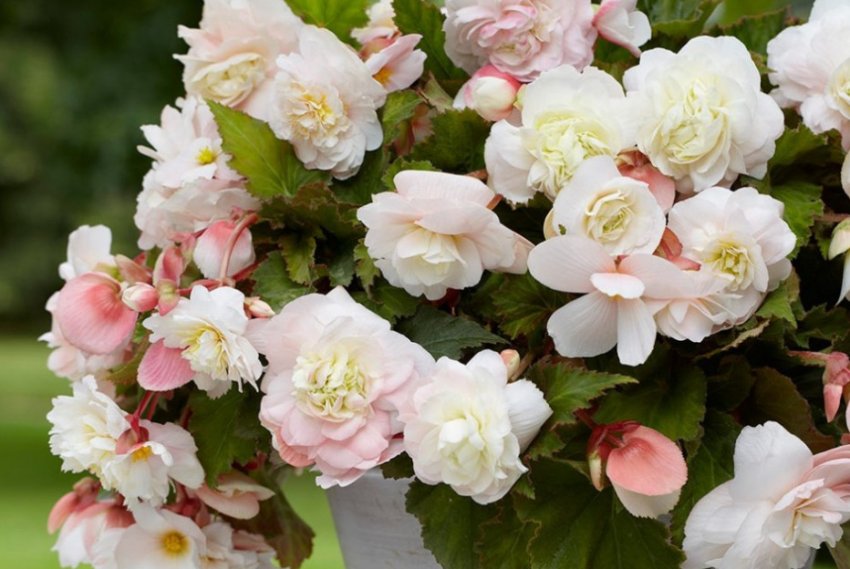 Бегонія Бегонія