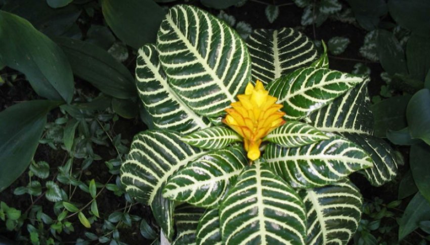 Афеландра оттопыренная Афеландра оттопыренная