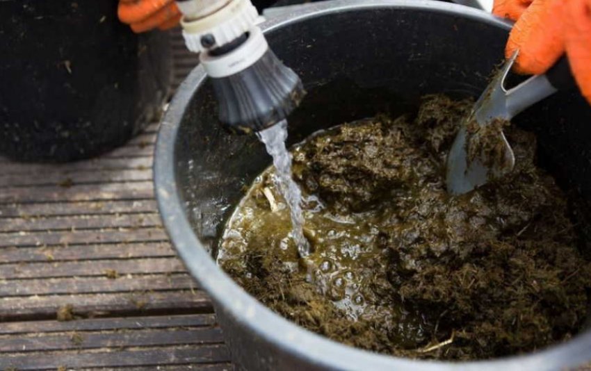 Коров'як Коров'як