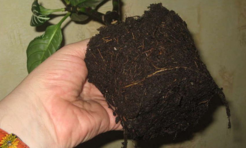 Пересадка Пересадка