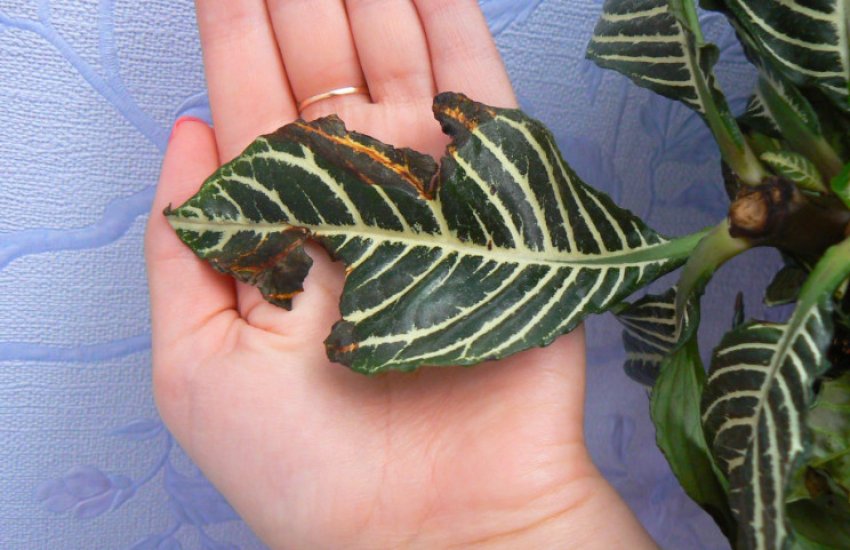 Хворе рослина Хворе рослина