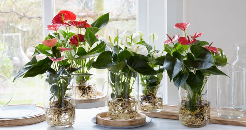 Антуріум Антуріум