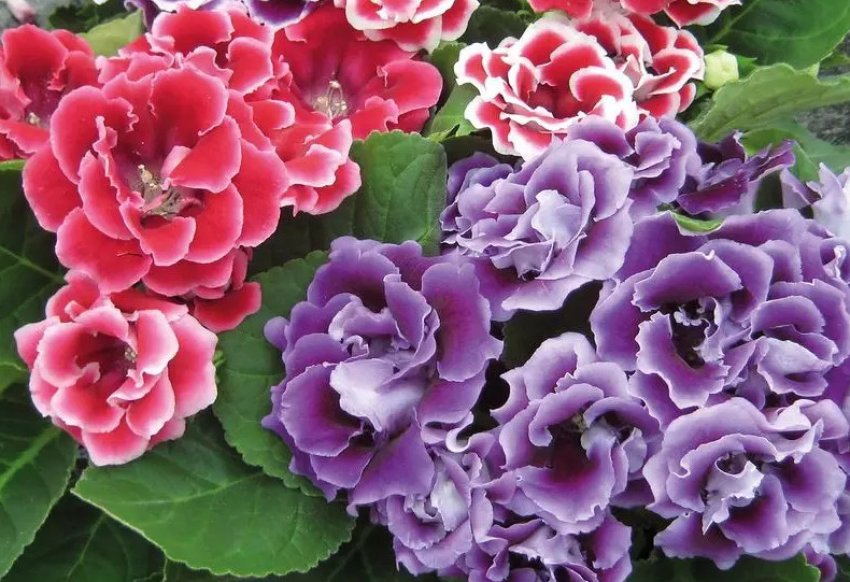 Глоксинія Глоксинія