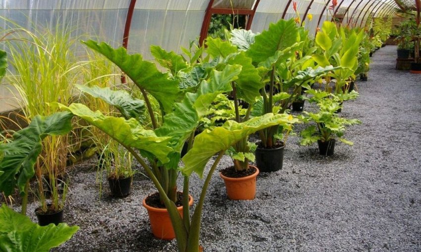 Алоказія крупнокорневой Алоказія крупнокорневой