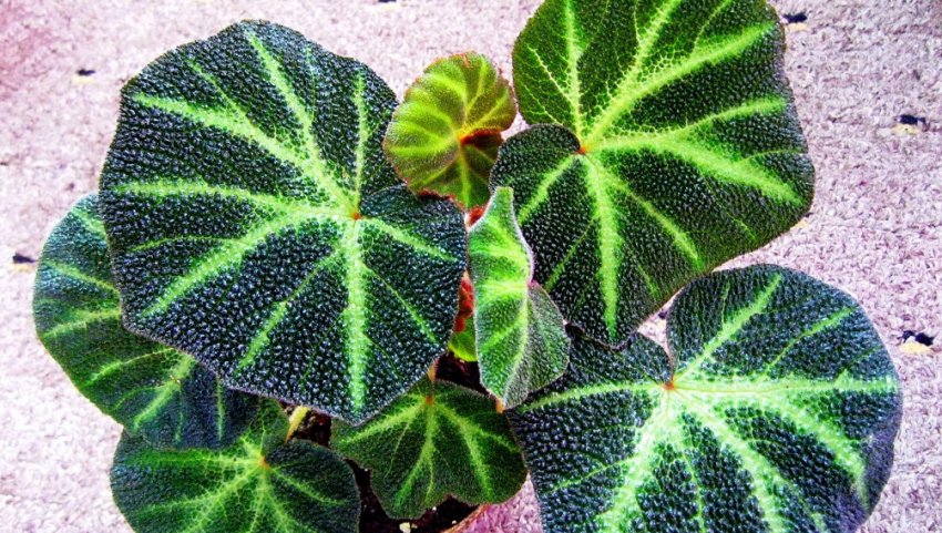 Бегонія декоративно-листяна Бегонія декоративно-листяна