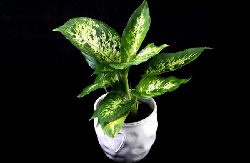 Диффенбахія Диффенбахія