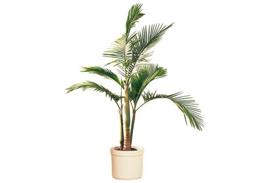 Архонтефеникс Каннингхема Архонтефеникс Каннингхема