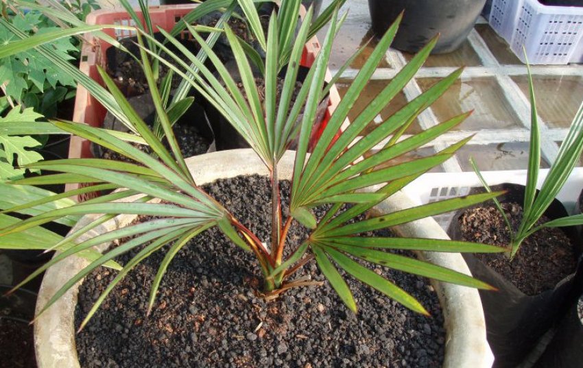 Латання лоддигеса Латання лоддигеса