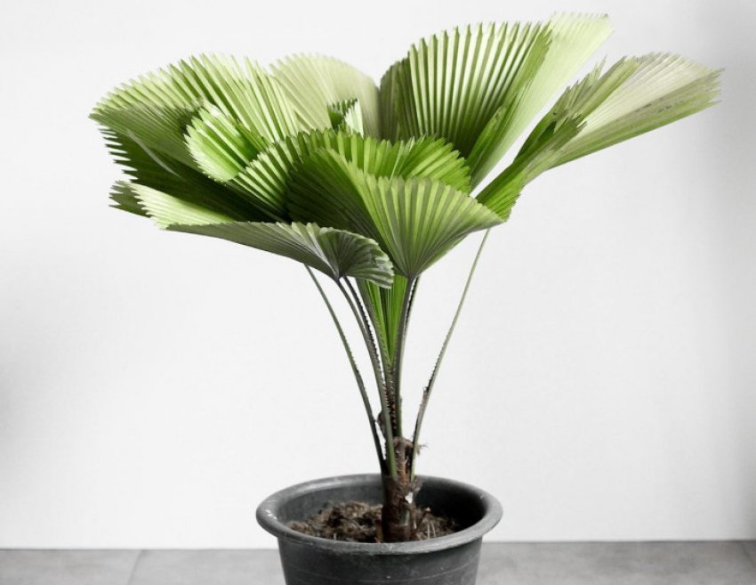 Ликуала більша Ликуала більша