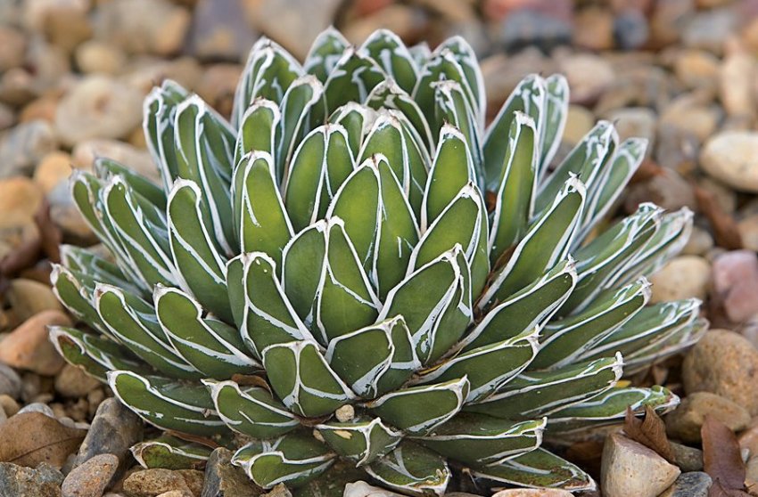 Агава Агава