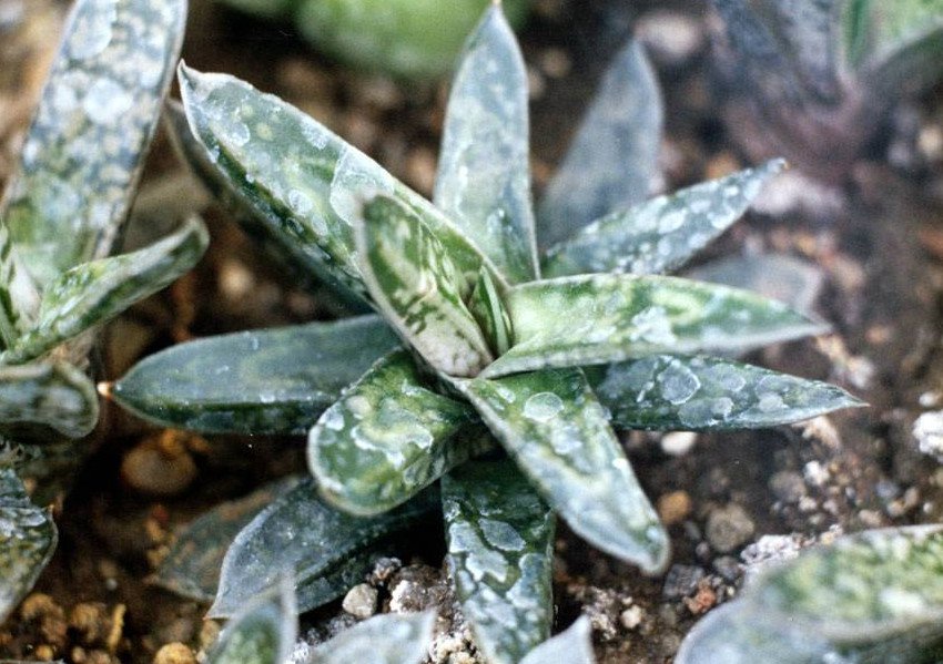 Гастерія Гастерія