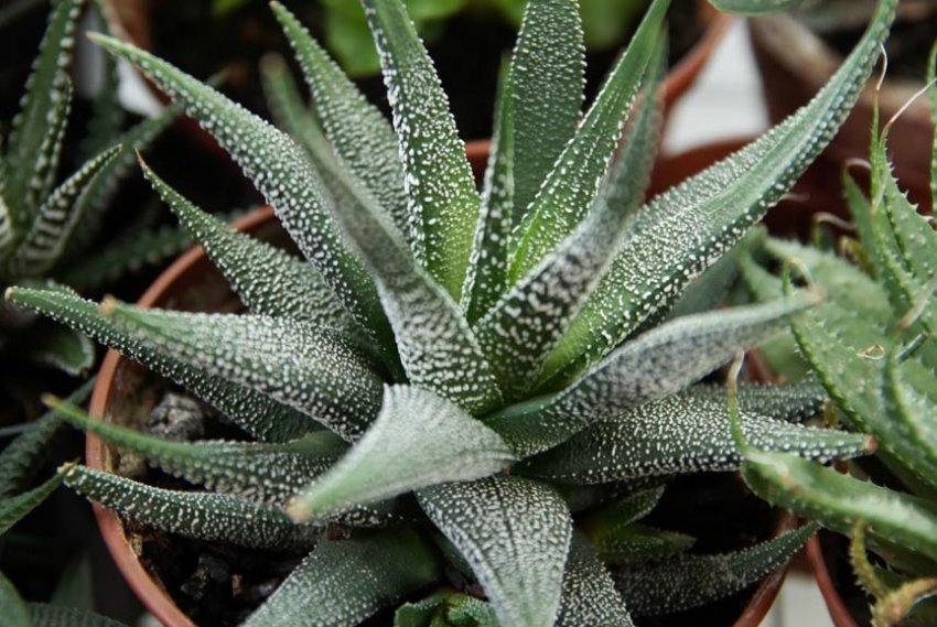 Хавортія Хавортія