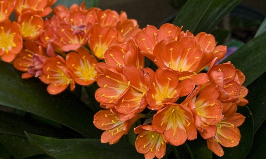 Світлолюбні рослини Світлолюбні рослини