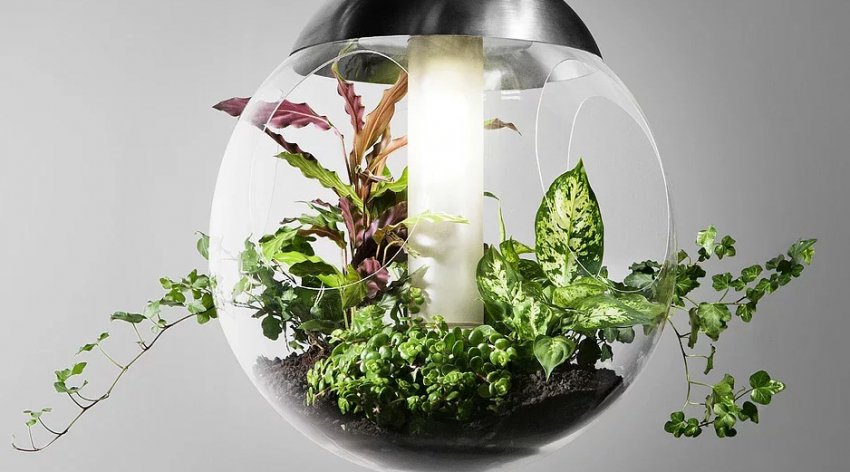 кімнатні рослини Світлолюбні кімнатні рослини Світлолюбні