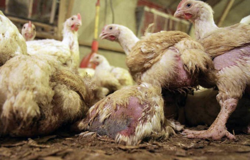 Линька Линька