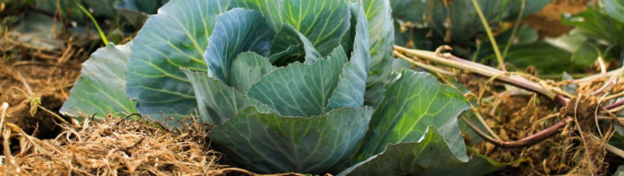 Обробка капусти: терміни, способи боротьби з шкідниками