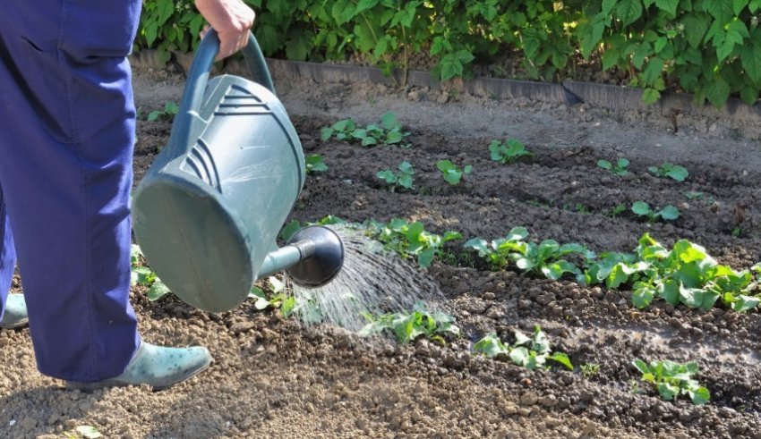 Полив капусти