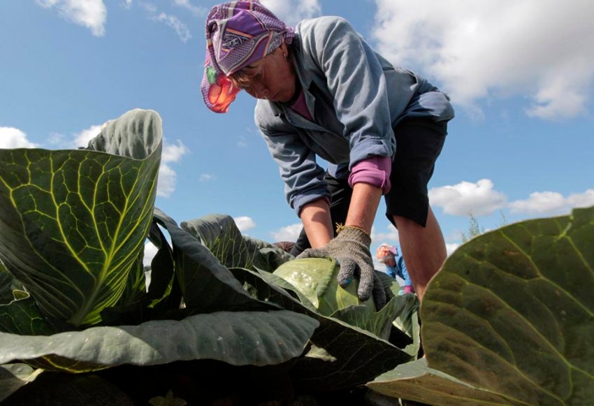 Білокачанна Білокачанна