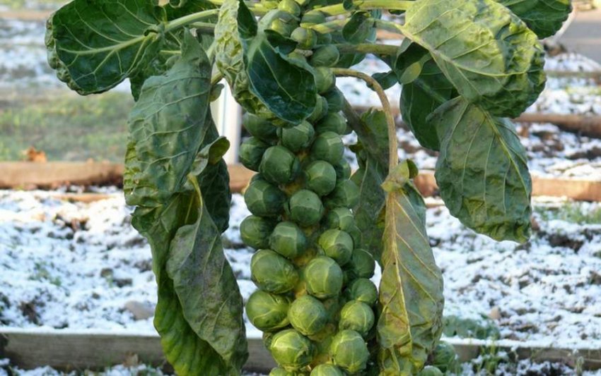 Брюссельська Брюссельська