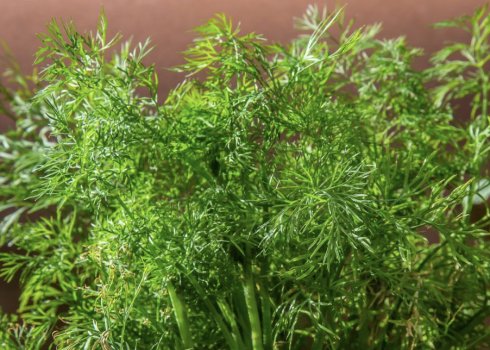 Скільки сходить кріп: особливості догляду