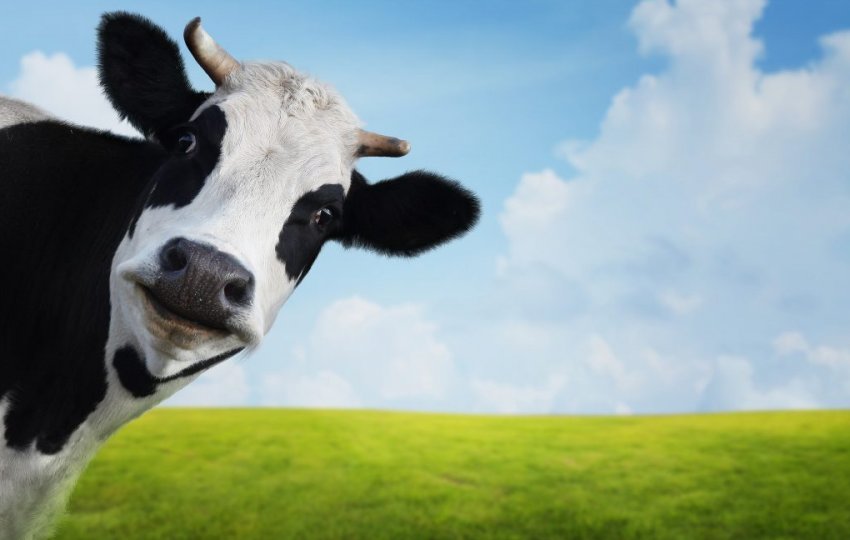 Корова ярославської породи Корова ярославської породи