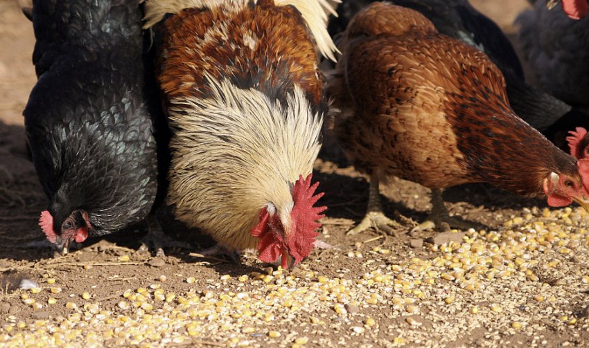 Годівля курей Годівля курей