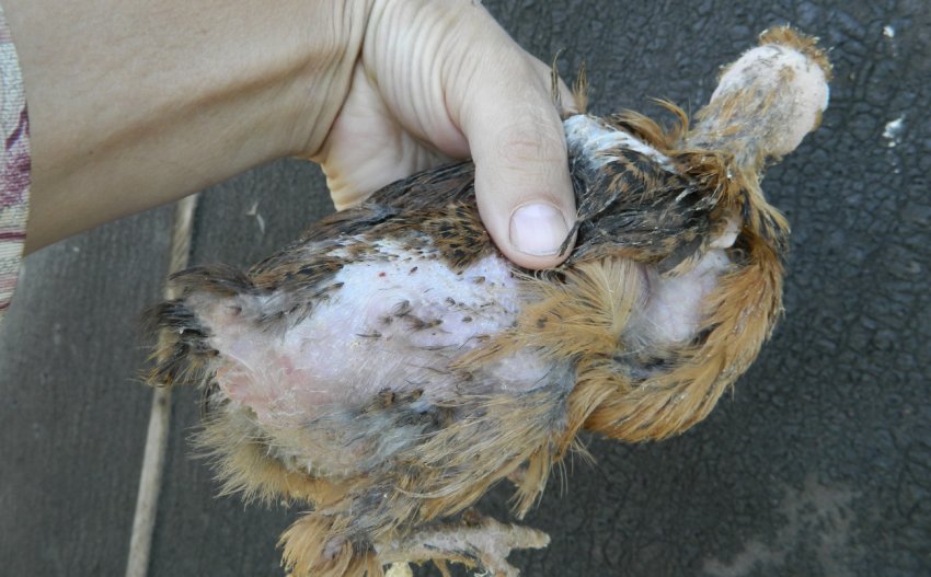 Линька Линька