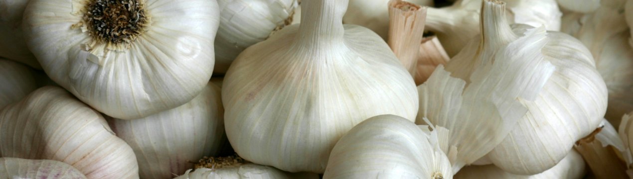 Українські фермери знайомляться з супервыносливым часником