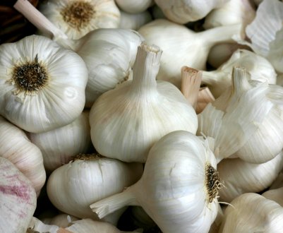 Українські фермери знайомляться з супервыносливым часником