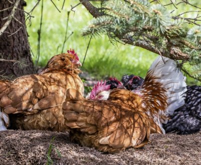 Все про линяння курей