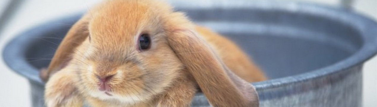можно ли в реальной жизни помыть расчесать кролика. Смотреть фото можно ли в реальной жизни помыть расчесать кролика. Смотреть картинку можно ли в реальной жизни помыть расчесать кролика. Картинка про можно ли в реальной жизни помыть расчесать кролика. Фото можно ли в реальной жизни помыть расчесать кролика