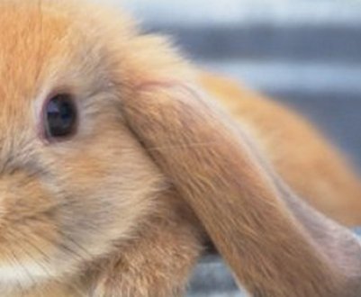 Чи можна мити кроликів у домашніх умовах?