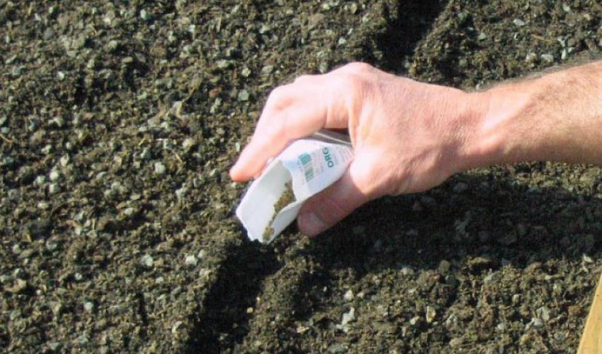 Вирощування буряка