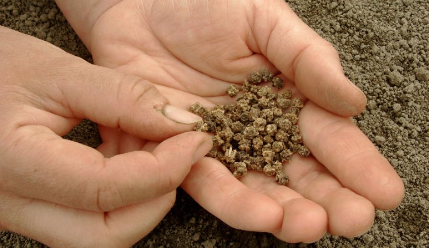 Насіння буряка