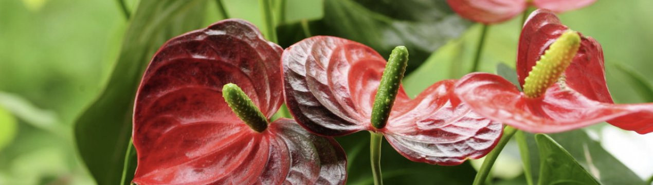 Чому у антуріума на листках коричневі плями?