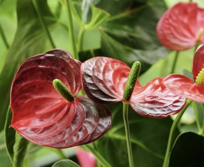 Чому у антуріума на листках коричневі плями?