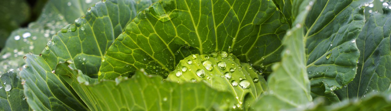 Як часто поливати капусту