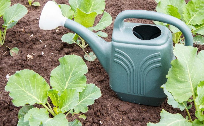 Полив капусти у відкритому грунті