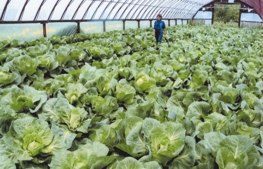 Капуста в теплиці