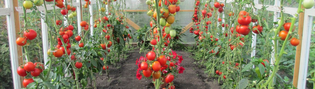 З кожним днем тепличні овочі стають лише дорожче