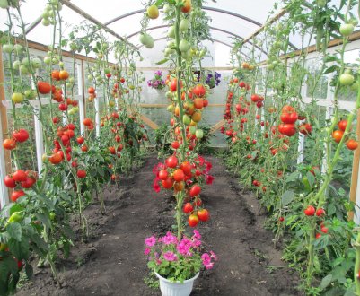 З кожним днем тепличні овочі стають лише дорожче